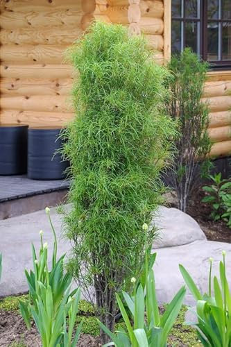 Farnblättriger Säulen-Faulbaum `Fine Line´, Rhamnus frangula, ca. 100cm, im Topf