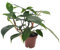 Plant in a Box - Philodendron 'Vert de Floride' - Plante d'intérieur purifiant l'air - Pot 12cm - Hauteur 20-30cm