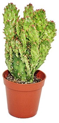 Exotenherz - Opuntia monacantha variegata - kleine Pflanze im 5,5cm Topf