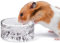 Niteangel - Bols d'alimentation et d'eau pour Hamsters - Bols à Boire en Verre de la série Mont Fuji pour Hamsters Nains syriens, gerbilles,