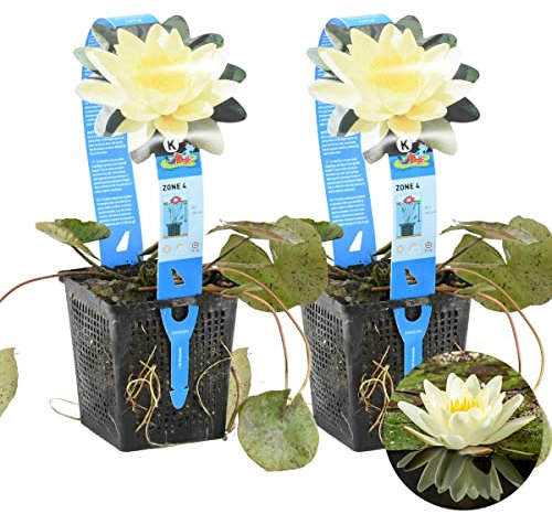 Bloomique - Lot de 2 - Nymphaea Marliacea Chromat - Nénuphar - Jaune - Plantes de bassin - Plantes aquatiques - Rustique - Hauteur 10-20 cm - Pot 11 cm