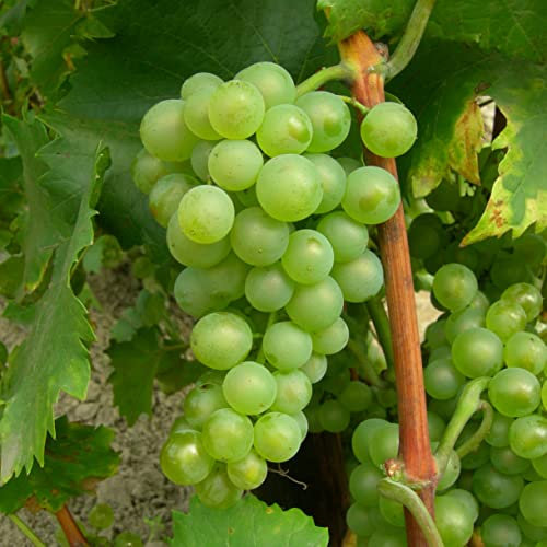 Bianca-Rebe 2L Pflanze für Anfänger und professionelle Gärtner - Ideal für Kleingarten, Garten - Schöne Pflanze mit ungewöhnlichen Blüten - Genießen Sie jeden Tag ihre Farben