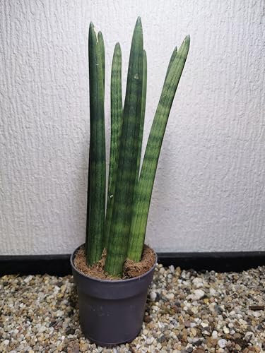Zimmerpflanzen : Sansevieria Cylindrica Bogenhanf - extrem robust