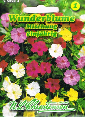 Wunderblume Mischung, einjährig,stark duftend, Rabattenpflanze, Kübelpflanze, 'Mirabilis jalapa'