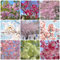 120 Pcs Kirschblütenbaum Samen - Prunus Serrulata - Bäume Kaufen, Zimmerbonsai Bonsai Kirschblüten Baum Samen, Bio Samen Alte Sorten, Baum Pflanzen Balkonpflanzen, Bonsai Tree, Flower