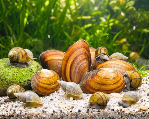 Natürliche Teichfilter Anlage für deinen Gartenteich für klares Wasser und gegen Teichschlamm I 15x Teichmuschel - 15x Spitzschlamm - 15xSumpfdeckelschnecke
