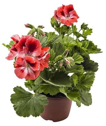Planta de Geranio Natural para Decorar el Hogar