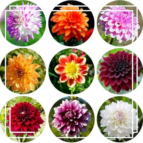Seltene Farbe, auffällige Dahlie, winterharte Zwiebeln, gemischte Farben, schöne Mischfarben, einfach zu züchten, hohe Überlebensrate-6 zwiebel