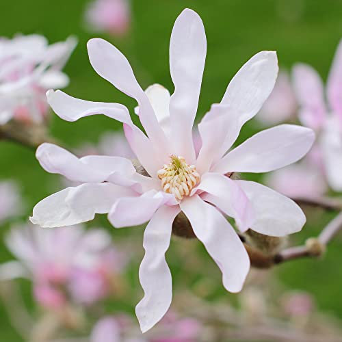 Magnolia Leonard Messel | Deciduous Perennial Garden Plant in 9cm Pot | Outdoor Plant with Lilac Pink Flowers | Garden Ready Plants (20-30cm Incl. Pot)