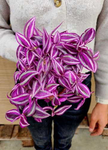 POWERS TO FLOWERS - TRADESCANTIA ZEBRINA PINK PARADISE Xl, vaso 17cm diametro, pianta vera