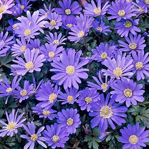 Gardeners Dream Anemonen Zwiebeln Blanda 'Blue' (25 Stk.) - Blaue Winter-Windröschen Stauden Winterhart Mehrjährig - Blumenzwiebeln Ideal als Balkon Pflanzen, Garten Pflanzen & Kübelpflanzen