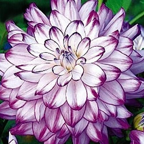 100 Pz Colore Misto Semi di Dalia Fiore Perenne Pianta Giardino di Casa Decorazione Bonsai Fiore Albero da Frutto Semi di Ortaggi Semi di dalia