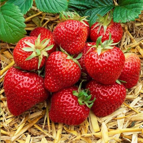 Carbeth Plants 2 x Strawberry Cambridge Favourite Fruit Plant in 1L Pot