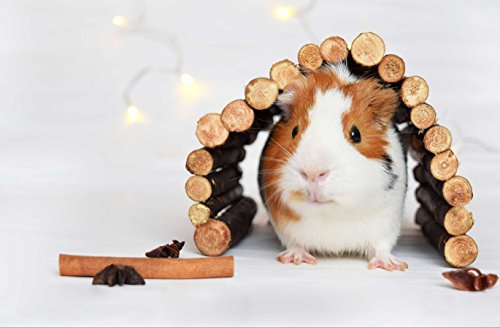 hansepuzzle 42573 - Meerschweinchen Puzzle 500 Teile | Gefühle Puzzle mit hochwertiger Puzzle Aufbewahrung: Kartonbox und wiederverschließbarem Beutel | Puzzle-Maße: 46 x 30 cm