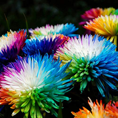 TOYHEART 100 Piezas De Semillas De Flores Premium, Semillas De Crisantemo Arcoíris, Bricolaje De Alta Tasa De Germinación, Semillas De Flores Perennes Resistentes Multicolores Para El Hogar arcoíris