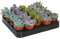 GardenersDream 20 x Mixed Echeveria House Plants - Real Indoor Plants for Desks, Shelves, and Windowsills - Healthy and Lively Air Purifying Plant - Great Gifts for Plant Lovers (5-15 cm)