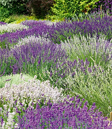 BALDUR Garten Lavendel-Mix Weiß & Blau,6 Pflanzen