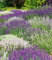 BALDUR Garten Lavendel-Mix Weiß & Blau,6 Pflanzen