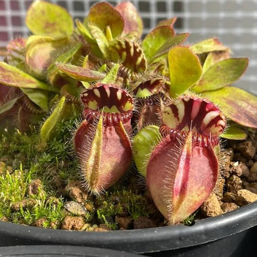 50 pcs fleischfressende pflanzen zwergkrug samen, sukkulenten echte pflanzen, zimmerpflanzen (Cephalotus follicularis) garten geschenk, balkon beet winterharte stauden, zimmerpflanzen