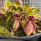 50 pcs fleischfressende pflanzen zwergkrug samen, sukkulenten echte pflanzen, zimmerpflanzen (Cephalotus follicularis) garten geschenk, balkon beet winterharte stauden, zimmerpflanzen