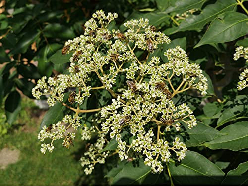 1x Bienenbaum 31-40 cm großer Setzling, Tausenblütenstrauch, Honigesche lat. Euodia hupehensis Tetradium daniellii, Bienen Baum als Hecke, Strauch oder Baum (1, 30-40 cm)