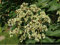 1x Bienenbaum 31-40 cm großer Setzling, Tausenblütenstrauch, Honigesche lat. Euodia hupehensis Tetradium daniellii, Bienen Baum als Hecke, Strauch oder Baum (1, 30-40 cm)