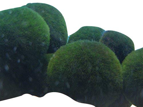 Aquarium ''Nano Moosbälle Gr. S'' -Aegagropila linnaei- 2 Stück (Marimo Ball, Mooskugel) 1-3cm