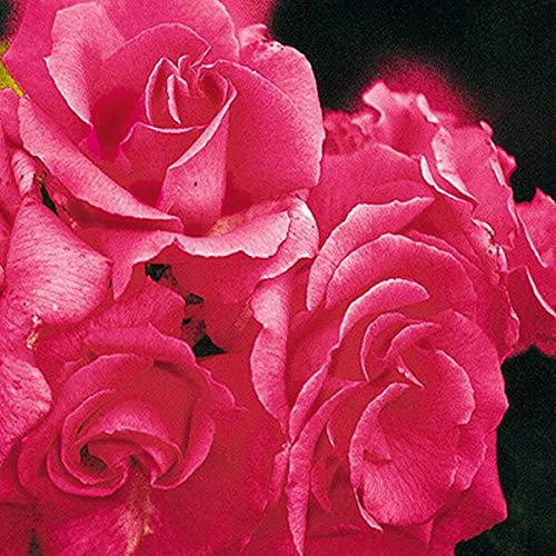 Plant Theory Zéphirine Drouhin Rose Bush Pink Flowering Roses Climbing Bourbon 4L Pot