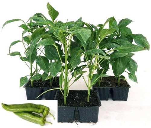 POWERS TO FLOWERS - PEPERONE FRIGGITELLO (FRIARIELLO), 12 PIANTE BIO, Piante vere