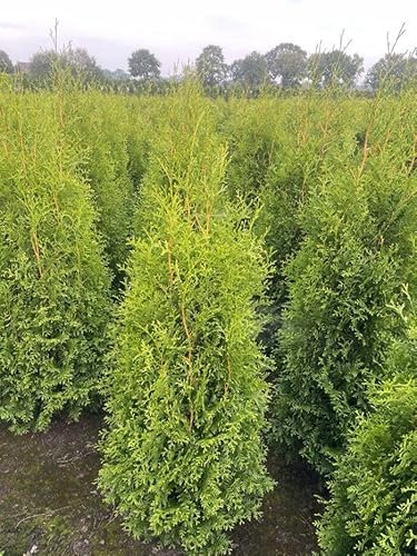 15 Thuja Brabant 120-150cm XXL ohne Topf gemessen frisch vom Feld Gartenhecke Heckenpflanzen Immergrüner Lebensbaum