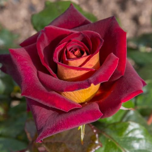 AMDGarden Rosa Brevettata Eddy Mitchell® Meilland Pianta Rifiorente Rosso Giallo Oro per Esterni Vaso 19 cm
