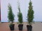 Thuja Lebensbaum Smaragd Topfballen 45-50 cm 100 St. Hecke Heckenpflanze