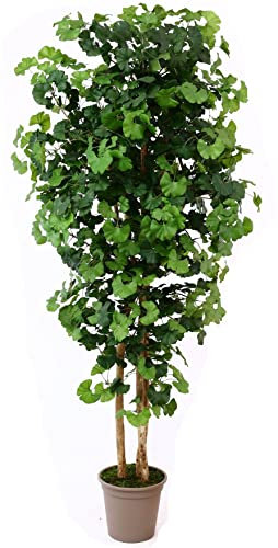 kunstpflanzen-Discount.com Künstlicher Baum Ginkgo 175cm mit 832 Blätter und Naturstämmen - Ginko Kunstbaum mit Echtholzstämmen