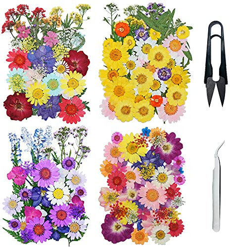 Cayway 160 Stück Natürlich Getrocknete Blumen Gepresste Blumen Zum Basteln Blüten Getrocknet mit Pinzette und Schere für Harz Gepresste Blüten Scrapbooking Blumen