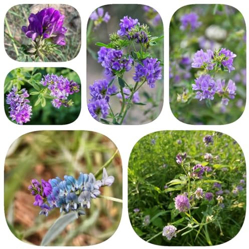 600 pcs Luzerne Saatgut Mehrjährig, Medicago sativa Samen, blumensamen geschenk garten geschenke für frauen gewächshaus balkon blumensamen bienenwiese bio samenwinterharte balkonpflanzen