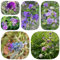 600 pcs Luzerne Saatgut Mehrjährig, Medicago sativa Samen, blumensamen geschenk garten geschenke für frauen gewächshaus balkon blumensamen bienenwiese bio samenwinterharte balkonpflanzen