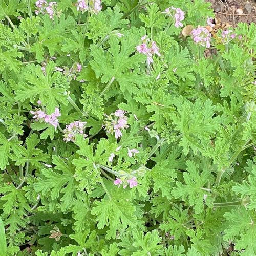 semi di geranio profumato, semi di geranio limone orto di erbe aromatiche piante da orto, semi di erbe aromatiche, Pelargonium graveolens, Semi di erbe aromatiche, decorazione del 40pcs
