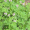 semi di geranio profumato, semi di geranio limone orto di erbe aromatiche piante da orto, semi di erbe aromatiche, Pelargonium graveolens, Semi di erbe aromatiche, decorazione del 40pcs