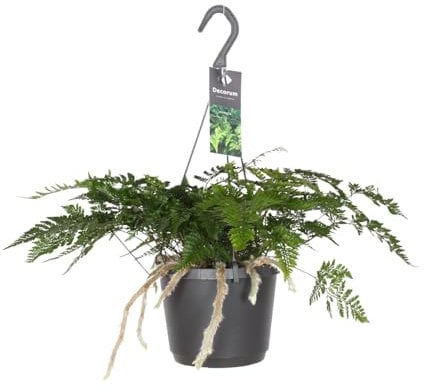 Davallia Bullata - 30cm - Ø17cm - Zimmerpflanze - Immergrün