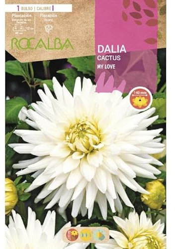 Bulbo Dalia Cactus My Love blanca 1 unidad (I)