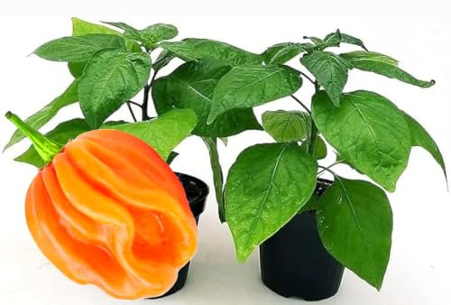 POWERS TO FLOWERS - PEPERONCINO HABANERO ORANGE BIO, 2 PIANTE, Vaso 10cm, piante vere
