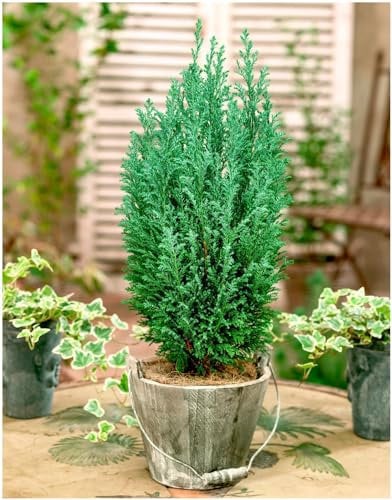 GrowOn Shrubs [x2] Dwarf Conifer Chamaecyparis Lawsoniana 'Ellwoodii' | Multi-Pack | Evergreen Shrubs | Outdoor Garden Ready Plants
