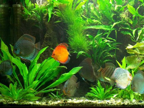 Premium Wasserpflanzenset für 600-800 Liter Aquarium