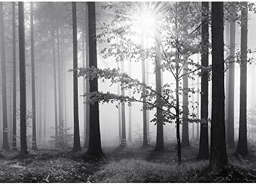 Papier peint intissé Forêt dans le brouillard 352 x 250 cm Toison Mur XXL Tableaux Muraux Tapisserie Photo Décoration Murale Salon Chambre Noir Blanc 9241011a