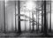 Runa Art Papier peint intissé Forêt dans le brouillard 352 x 250 cm Toison Mur XXL Tableaux Muraux Tapisserie Photo Décoration Murale Salon Chambre Noir Blanc 9241011a