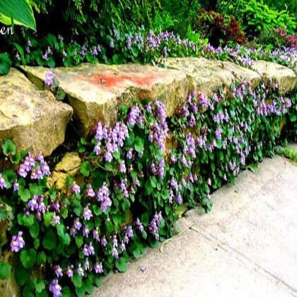 Kenilworth Ivy 400 Seeds + Plant tag + Freebie - Rockery - Cymbalaria muralis