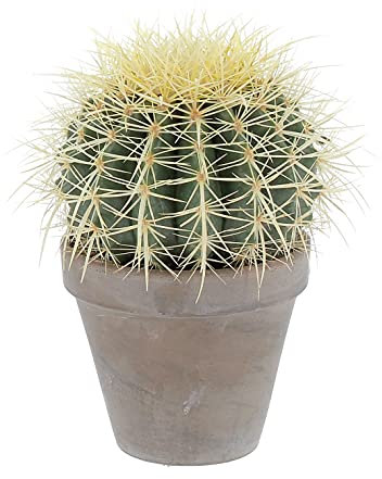 KENTIS - Echinocactus Grusonii - Cactus Cuscino della Suocera - Piante Grasse Succulente Vere Facile Cura - H 20-30 cm Vaso in Terracotta Ø 14 cm
