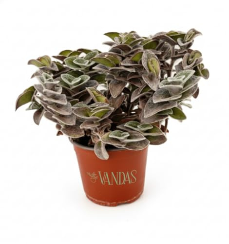 Vandas Tradescantia Sillamontana Pelosa – Pianta Ornamentale da Interno | Vaso Diametro 15 cm - Altezza 36 cm | Foglie Argentee Pelose e Fiori Magenta | Facile Cura | Made in Italy