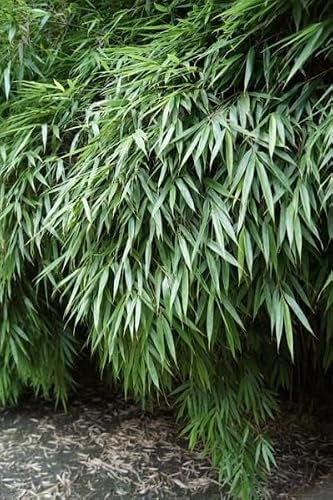 Hecken Bambus Rufa - Fargesia rufa - Gartenbambus