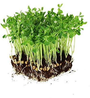 Dun Pea Seeds – 5 LB Bulk – Non-GMO, High-Germination for Microgreens, Pea Shoots, Cover Crop, & Gardening – Sweet & Crisp Sprouts, Protein-Rich Fodder, Fast-Growing Green Manure, Soil Enrichment